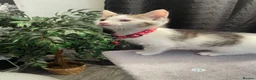 Mixed Breed cats for sale: 3 Kittens Looking For A Loving Home - Advert 9