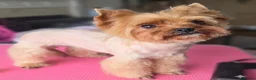 Yorkshire Terrier dogs for sale: Beautiful, 2 years old Ocean Pearl Yorkie girl  - Advert 1