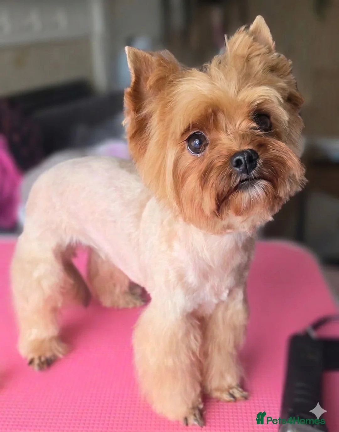 Yorkshire Terrier dogs for sale: Beautiful, 2 years old Ocean Pearl Yorkie girl  - Advert 1