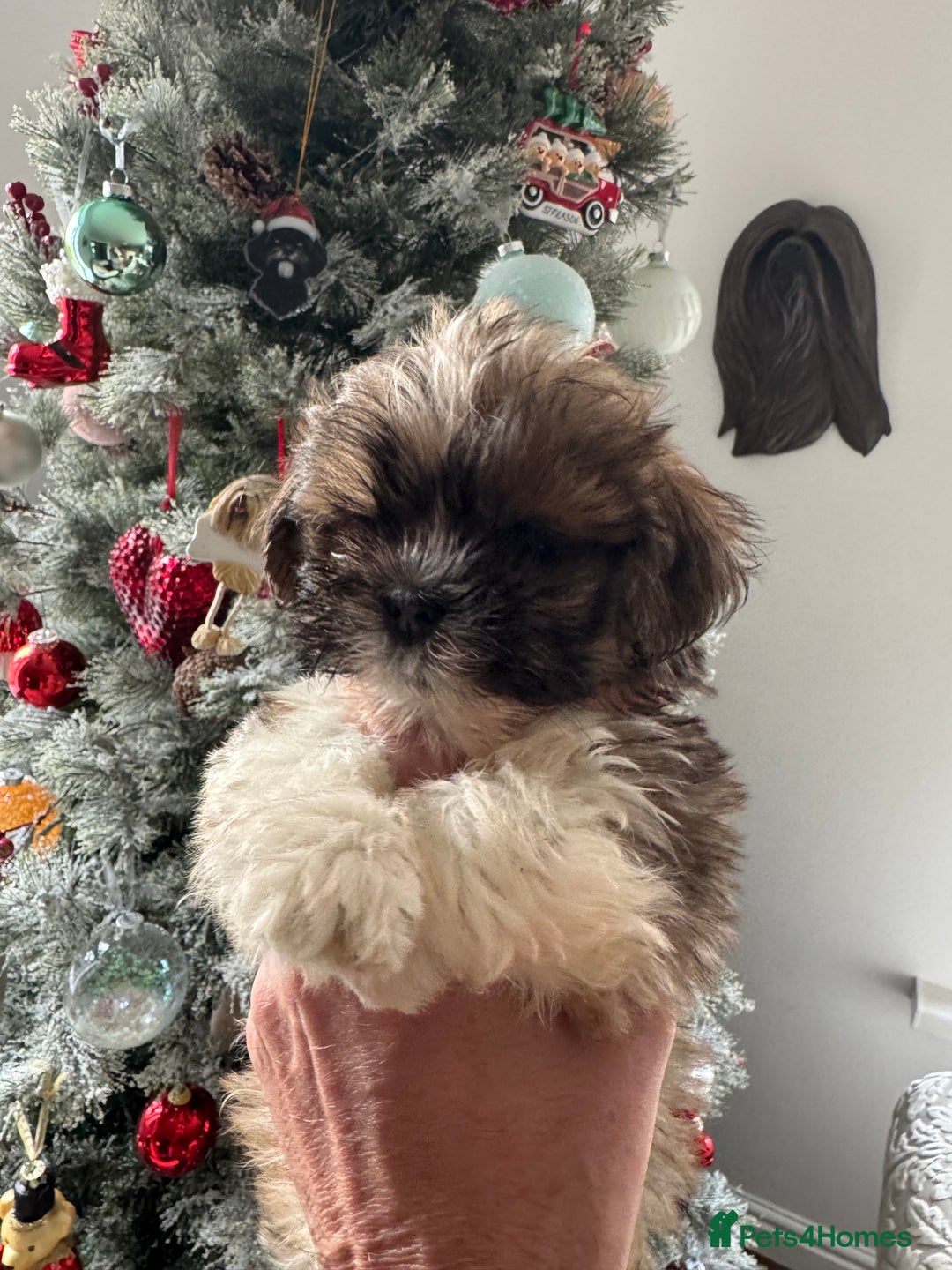 Lhasa Apso dogs for sale: KC reg female Lhasa apso puppy PRA clear  - Advert 1