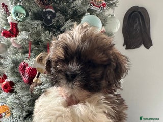 Lhasa Apso dogs KC reg female Lhasa apso puppy PRA clear - Advert 14