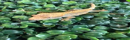 Gecko reptiles for sale: Crested Gecko - Advert 14