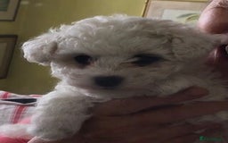 Bichon Frise dogs for stud: kc registered bichon frise for stud in Southampton - Image 8
