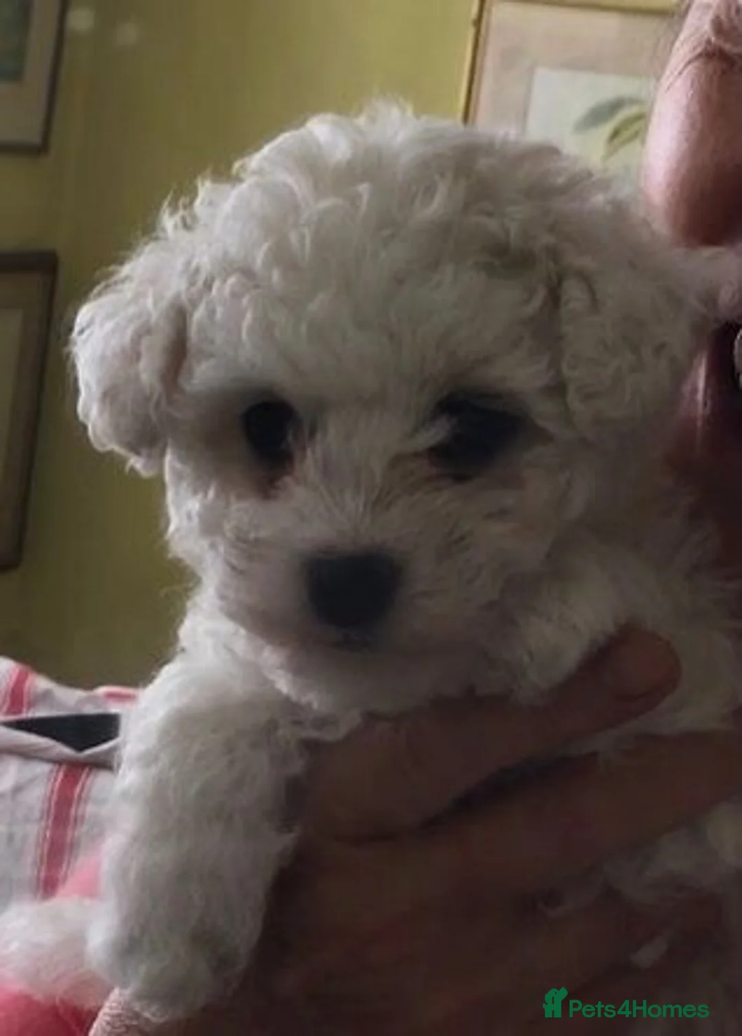 Bichon Frise dogs for stud: kc registered bichon frise for stud in Southampton - Advert 8
