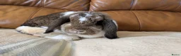 Mini Lop rabbits for sale: Pure Bred Holland Lop Doe rabbit Brown butterfly  - Advert 2