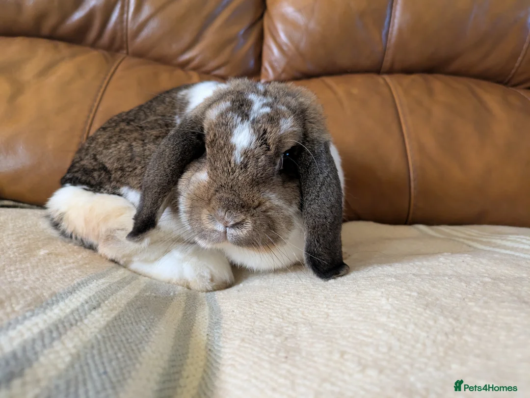 Mini Lop rabbits for sale: Pure Bred Holland Lop Doe rabbit Brown butterfly  - Advert 2