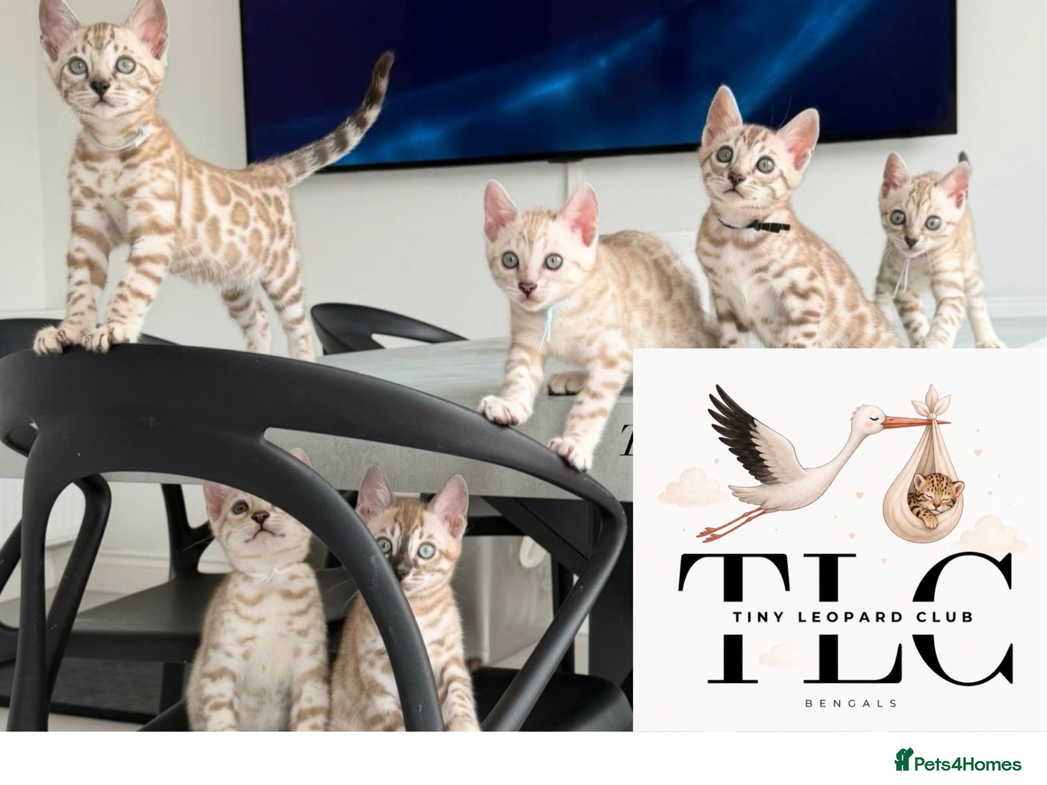 Bengal cats Stunning Snow Mink and Sepia TICA Pedigree Bengals - Advert 1