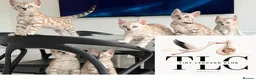Bengal cats for sale: Stunning Snow Mink and Sepia TICA Pedigree Bengals - Advert 1