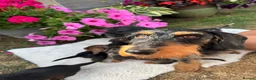 Dachshund dogs for sale: Standard wire haired dapple dachshund  in Worcester - Advert 28