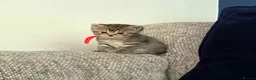 British Shorthair cats for sale: Gorgeous Golden Tabby ✨ British Shorthair Kitten ⭐ - Advert 33