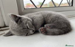 British Shorthair cats for sale: One beautiful lilac boy looking for a new home - Image 13