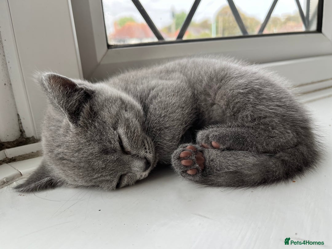 British Shorthair cats for sale: One beautiful lilac boy looking for a new home - Image 13