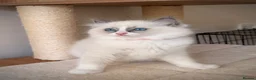 Ragdoll cats for sale: Fluffy Ragdoll Kittens🐾 in Peterborough - Advert 26