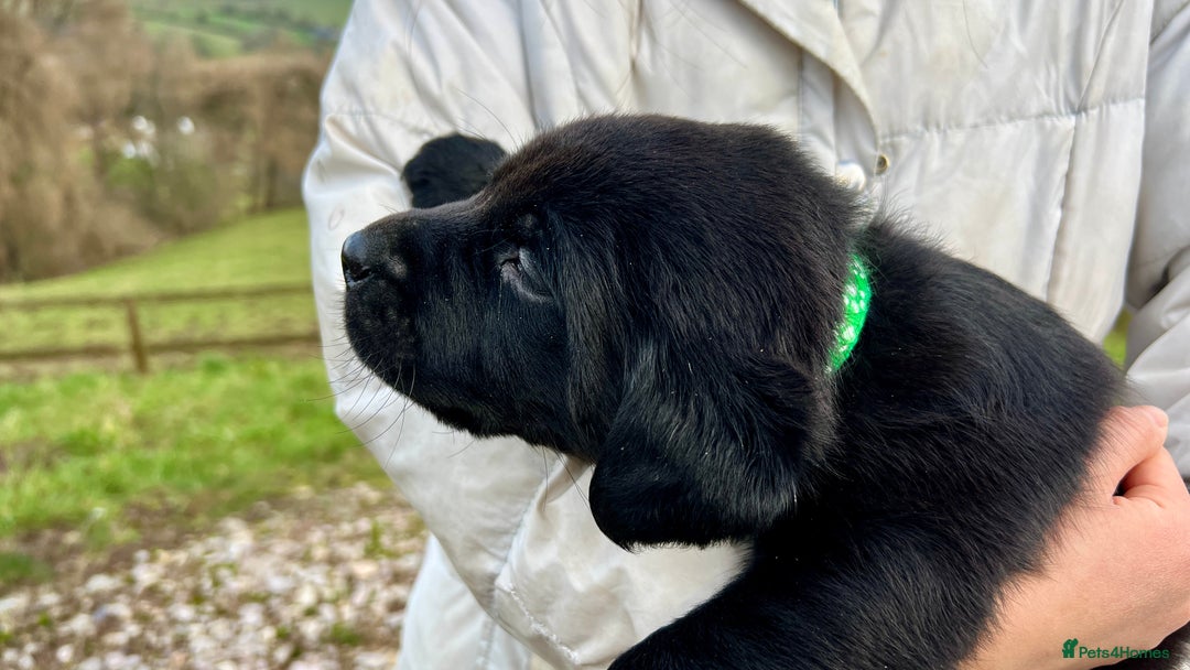 Labrador Retriever dogs for sale: KC Registered black Labrador Puppies for sale - Advert 13