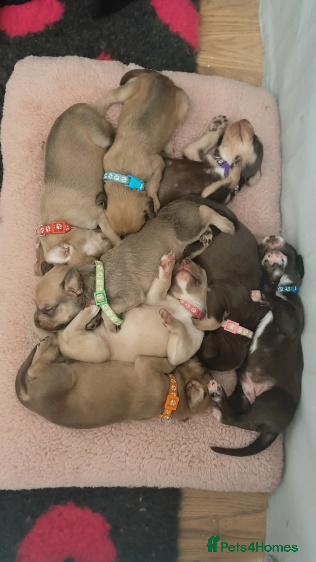 Mixed Breed dogs for sale: Beautiful puppies of our Family pets  - Advert 1