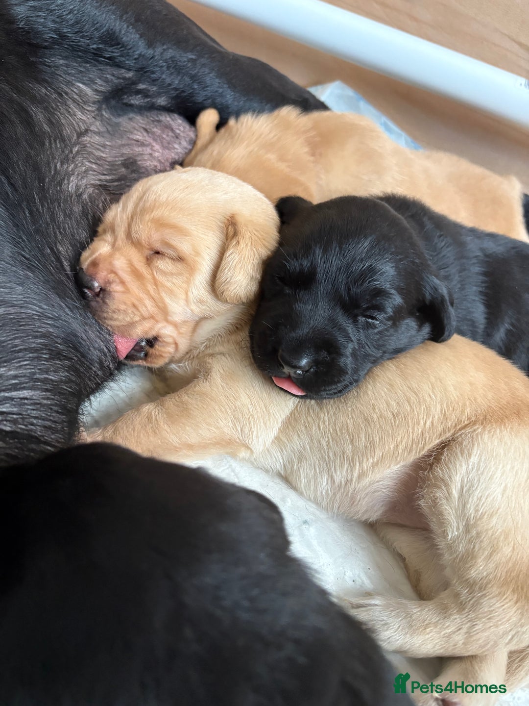 Labrador Retriever dogs for sale: Labrador puppies.  - Advert 14