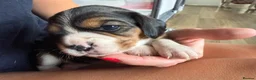 Beaglier dogs for sale: 🐾 Millie’s Beautiful Second & Final Litter 🐾 - Advert 17