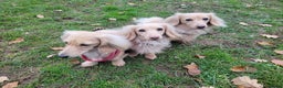 Miniature Dachshund dogs for stud: Quality Cream Long Haired Mini Dachshund in Launceston - Advert 1