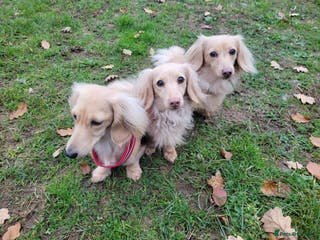 Miniature Dachshund dogs Quality Cream Long Haired Mini Dachshund in Launceston - Advert 6