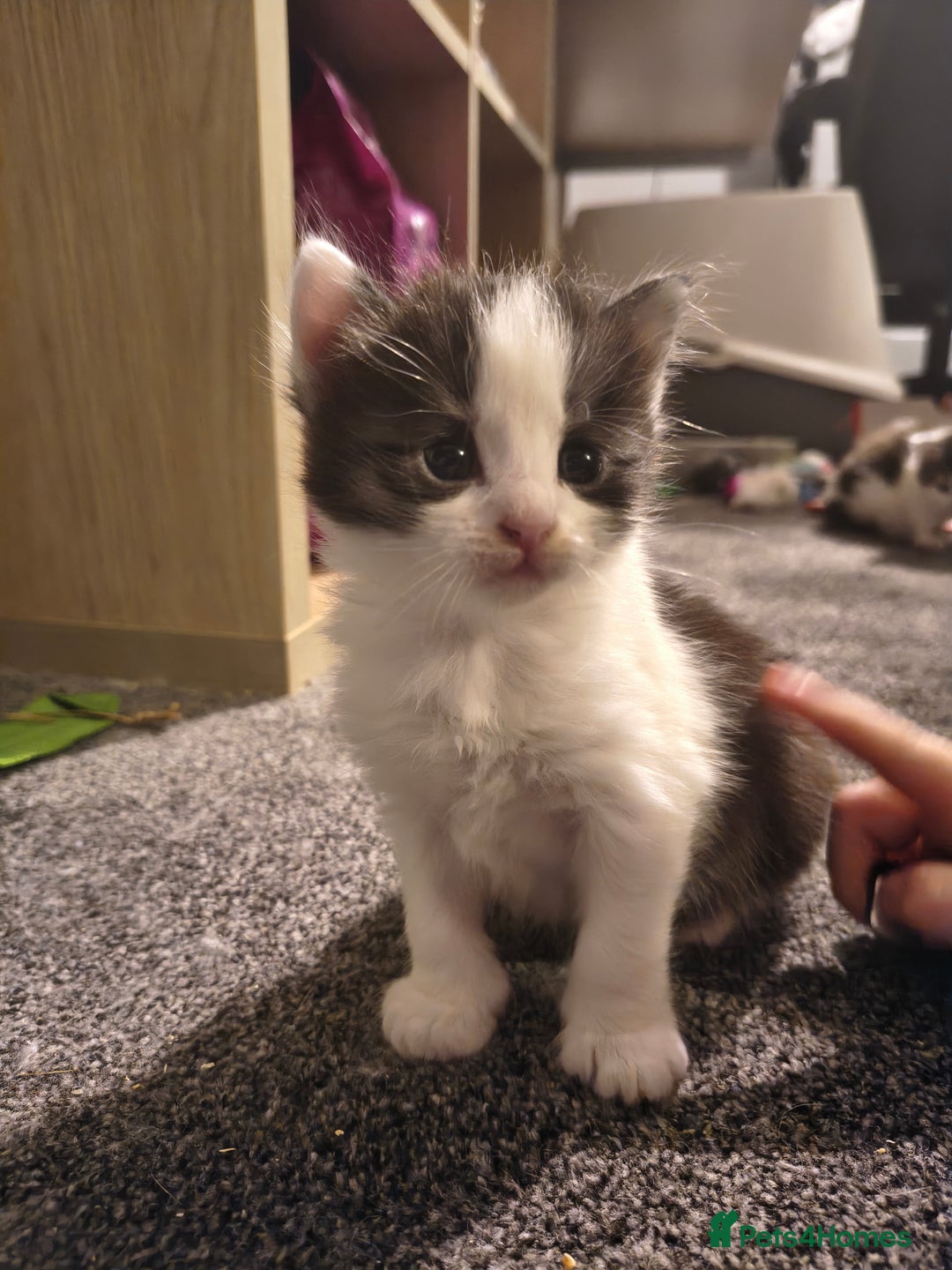 Maine Coon cats for sale: Beautiful Maine Coon cross kittens - Image 4