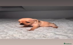 Chiweenie dogs for sale: chiweenie (dachshund x chihuahua) puppies - Image 10