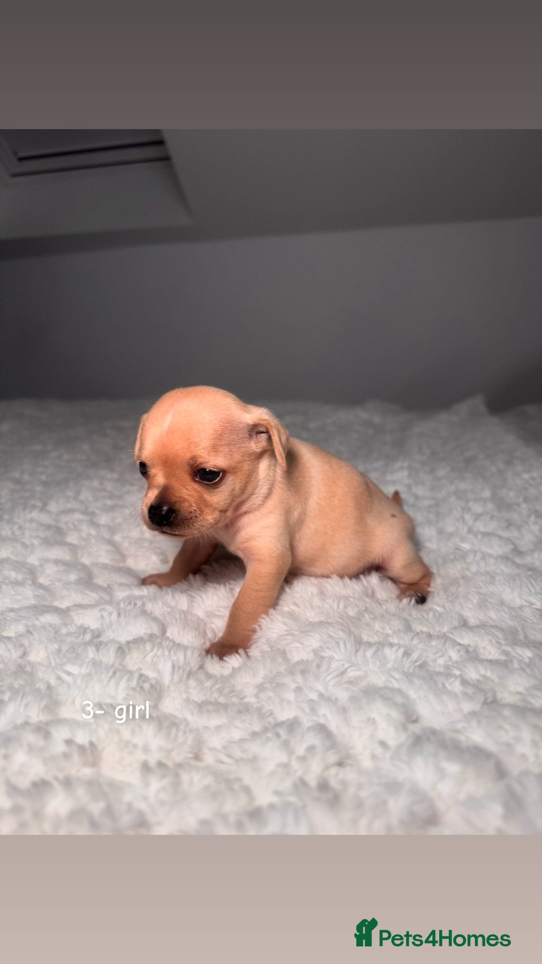 Chiweenie dogs for sale: chiweenie (dachshund x chihuahua) puppies - Image 10