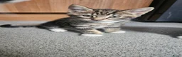 Mixed Breed cats for sale: Three playfull kittens looking for forever homes. - Advert 7