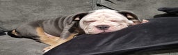 Olde English Bulldogge dogs for sale: Olde English Bulldog Female  - Advert 3