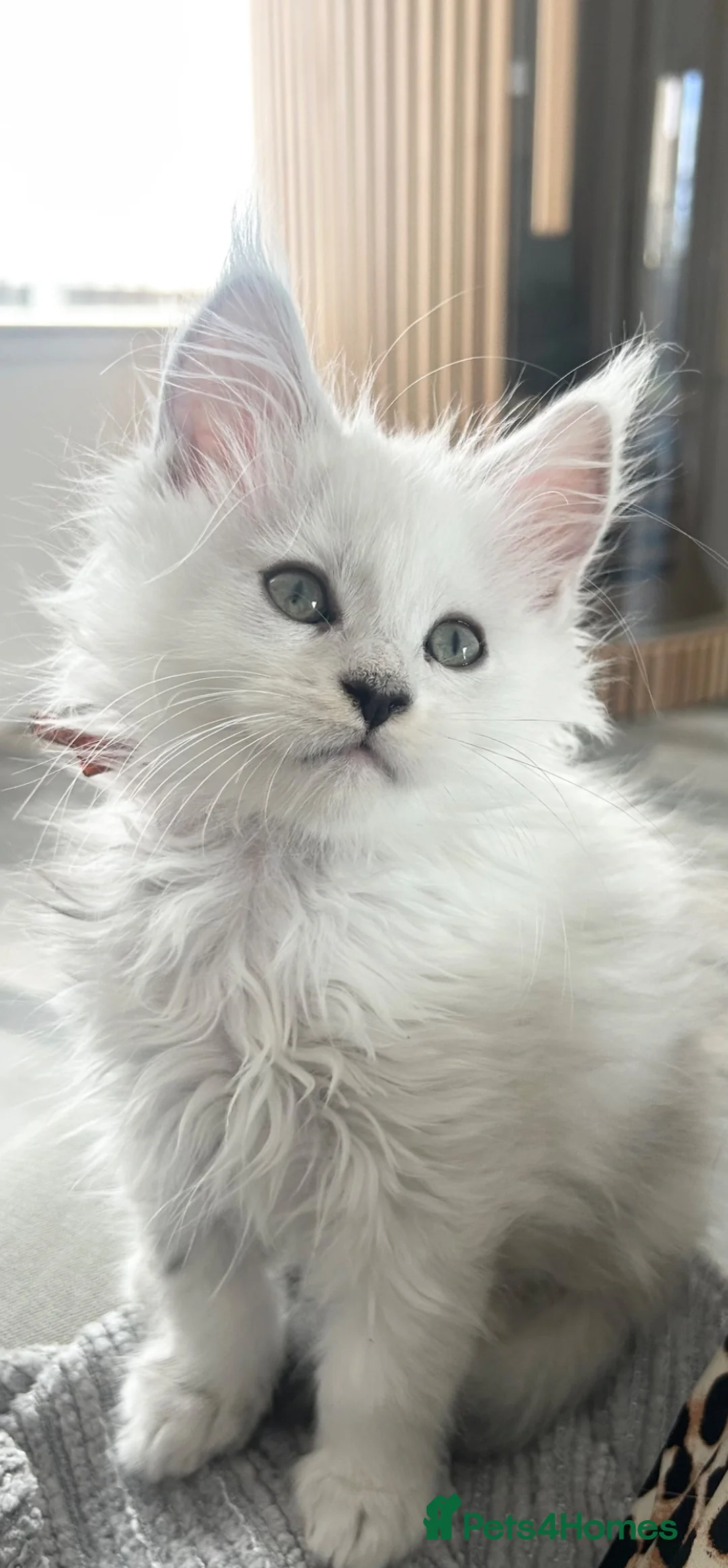 Maine Coon cats for sale: Maine Coon kittens - Advert 2