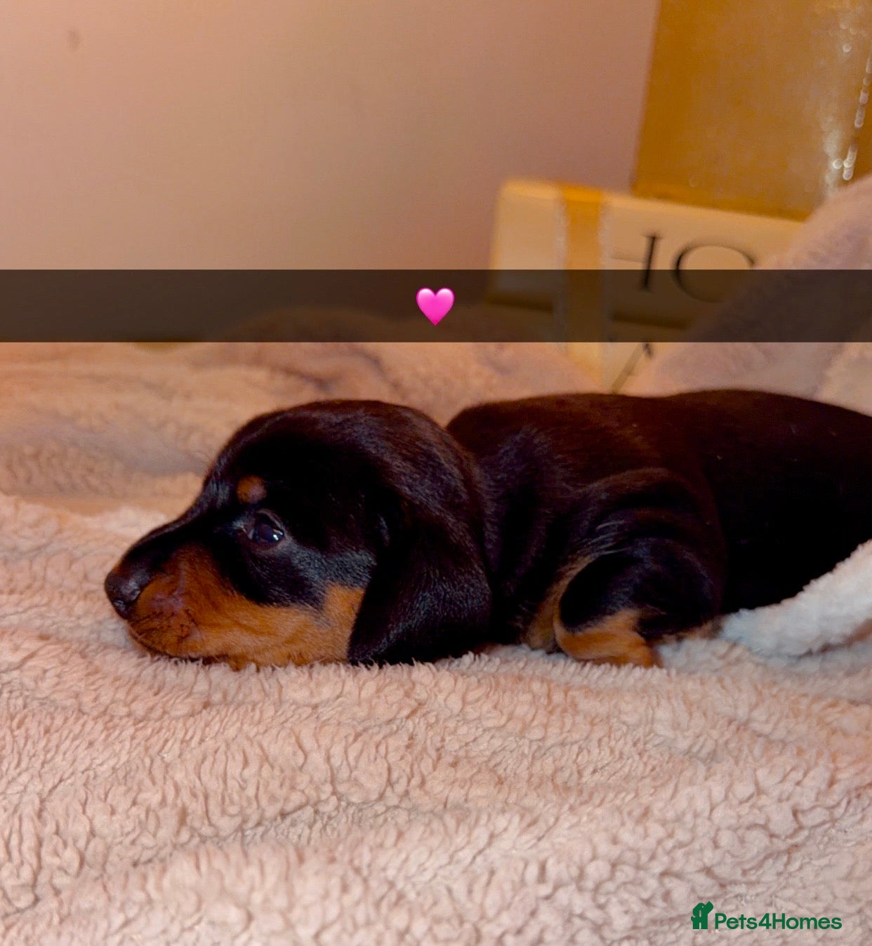 Dachshund dogs for sale: Dachshund  - Advert 13