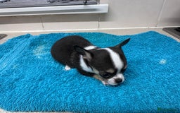 Chihuahua dogs for sale: Chihuahua  - Image 25