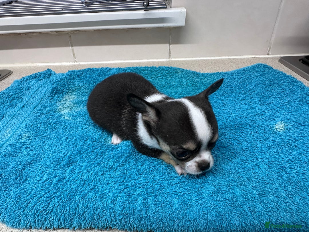Chihuahua dogs for sale: Chihuahua  - Image 25
