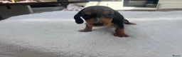 Miniature Dachshund dogs for sale: ****mini dachshunds *** in Nottingham - Advert 3