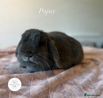 Mini Lop rabbits Adult buns looking for forever homes - Advert 2