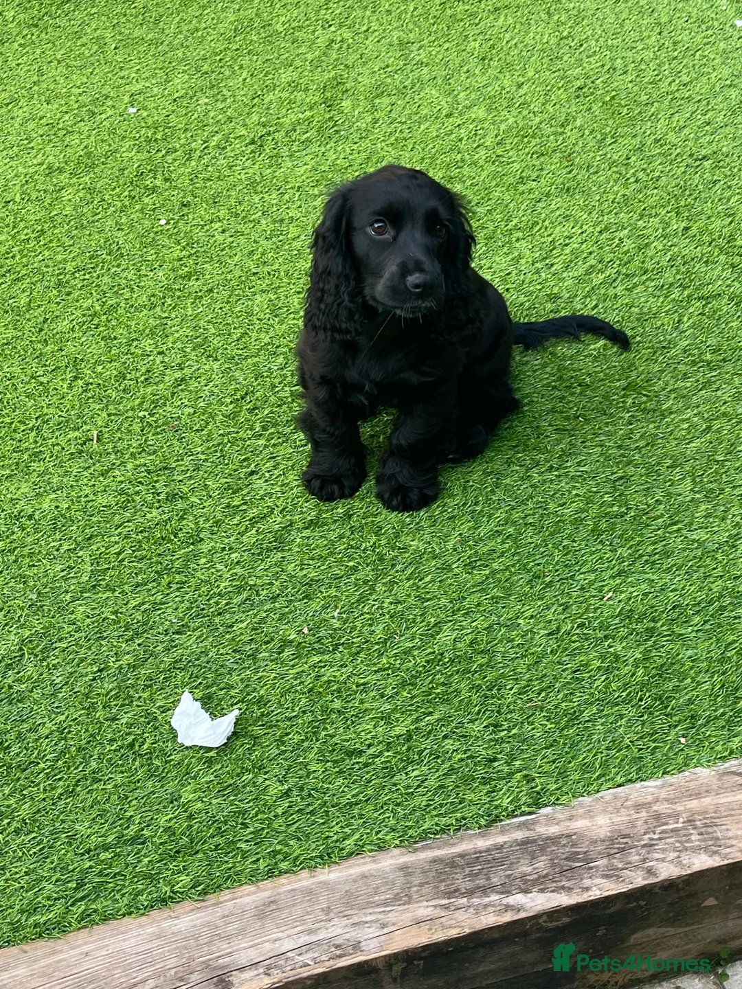 Cocker Spaniel dogs for sale: English Cocker Spaniel Puppy - Advert 3