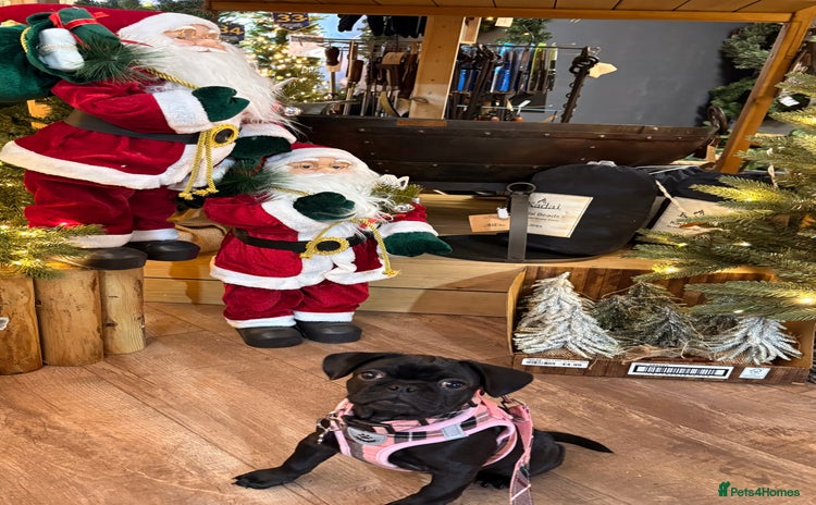 Frug dogs - Advert 3