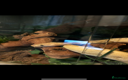 Python Snake reptiles for sale: Super friendly ball python with set up - Image 4