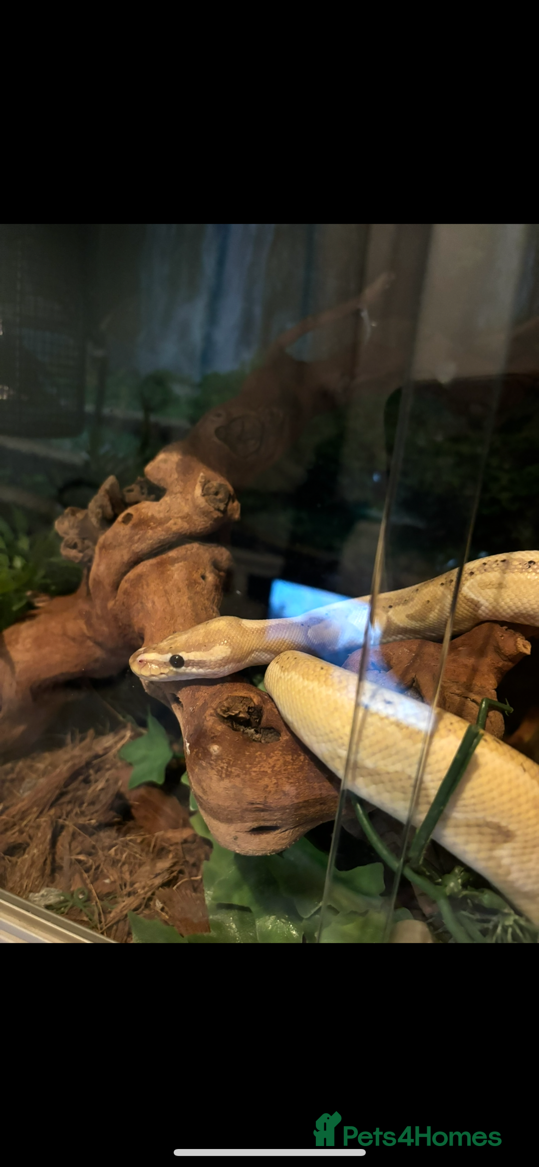 Python Snake reptiles for sale: Super friendly ball python with set up - Image 4