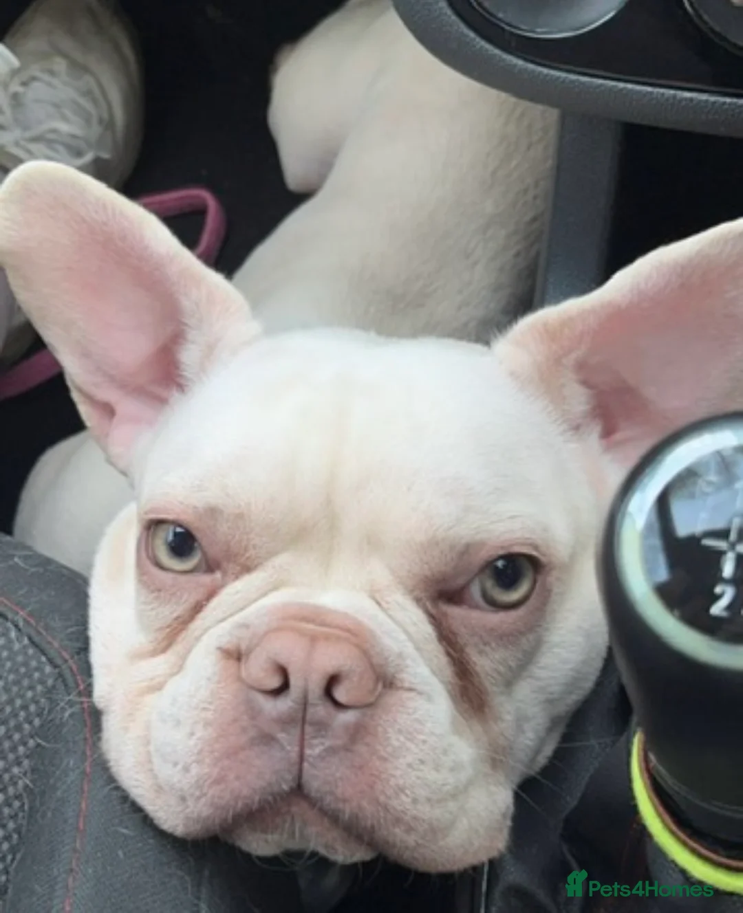 French Bulldog dogs for sale: Bonnie 💕🩷 - Advert 2