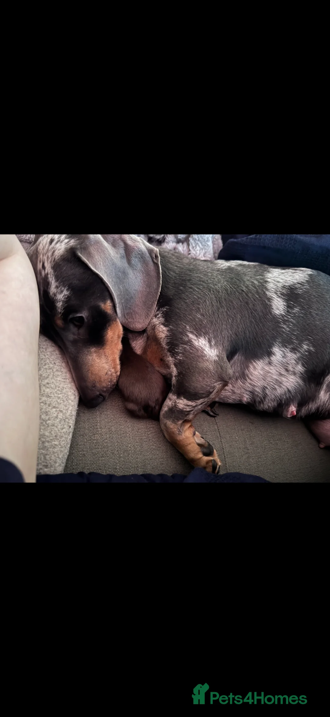 Miniature Dachshund dogs for sale: Miniature dachshunds for sale in Yeovil - Advert 6