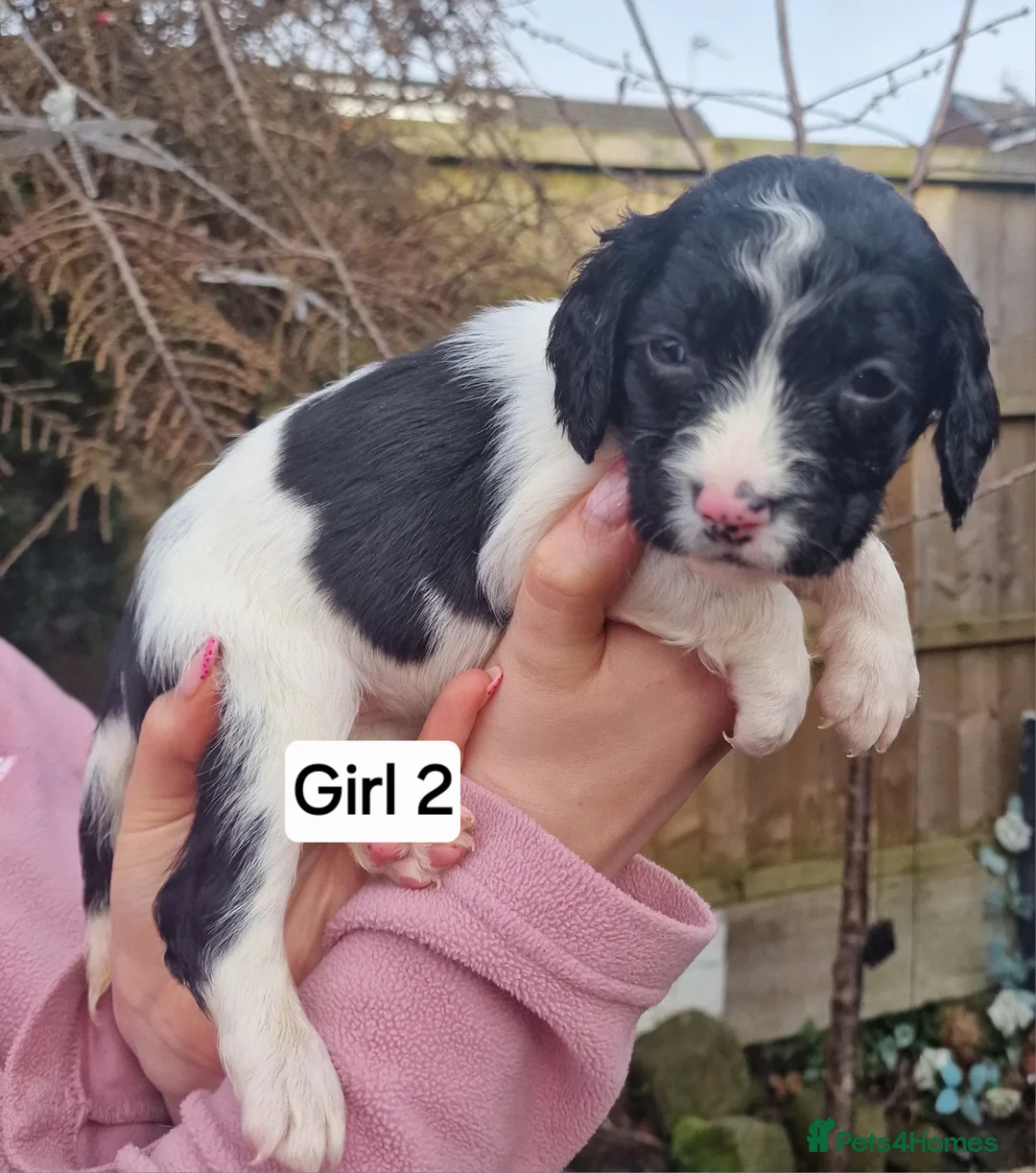 English Springer Spaniel dogs for sale: 8 pups for sale - Advert 9