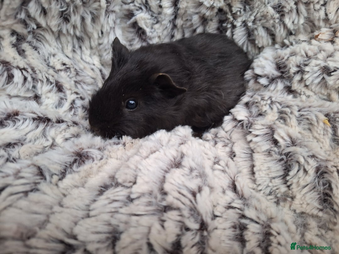 Guinea Pig rodents for sale: Beautiful guinepig pups - Advert 2
