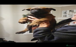 Belgian Shepherd Dog dogs for sale: Belgian Malinois.1girl and 1 boy left.Reduced £ in Peterborough - Image 20