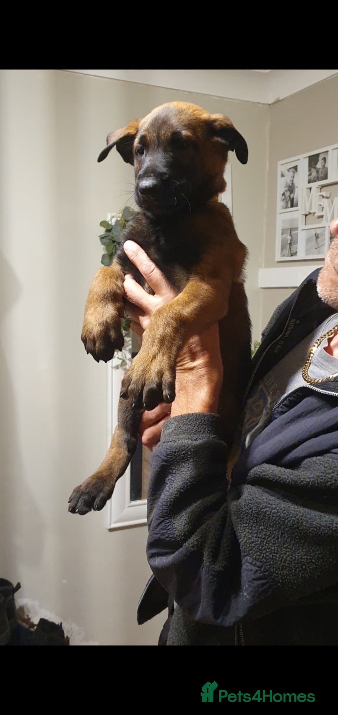 Belgian Shepherd Dog dogs for sale: Belgian Malinois.1girl and 1 boy left.Reduced £ in Peterborough - Image 20