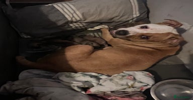 Mixed Breed dogs Chunky Rottweiler x alpha blue bulldog puppies  - Advert 7