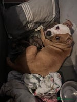 Mixed Breed dogs Chunky Rottweiler x alpha blue bulldog puppies - Advert 2