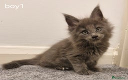 Maine Coon cats for sale: !!!BEAUTIFUL BIG BABIES AVAILABLE!!!  - Image 13