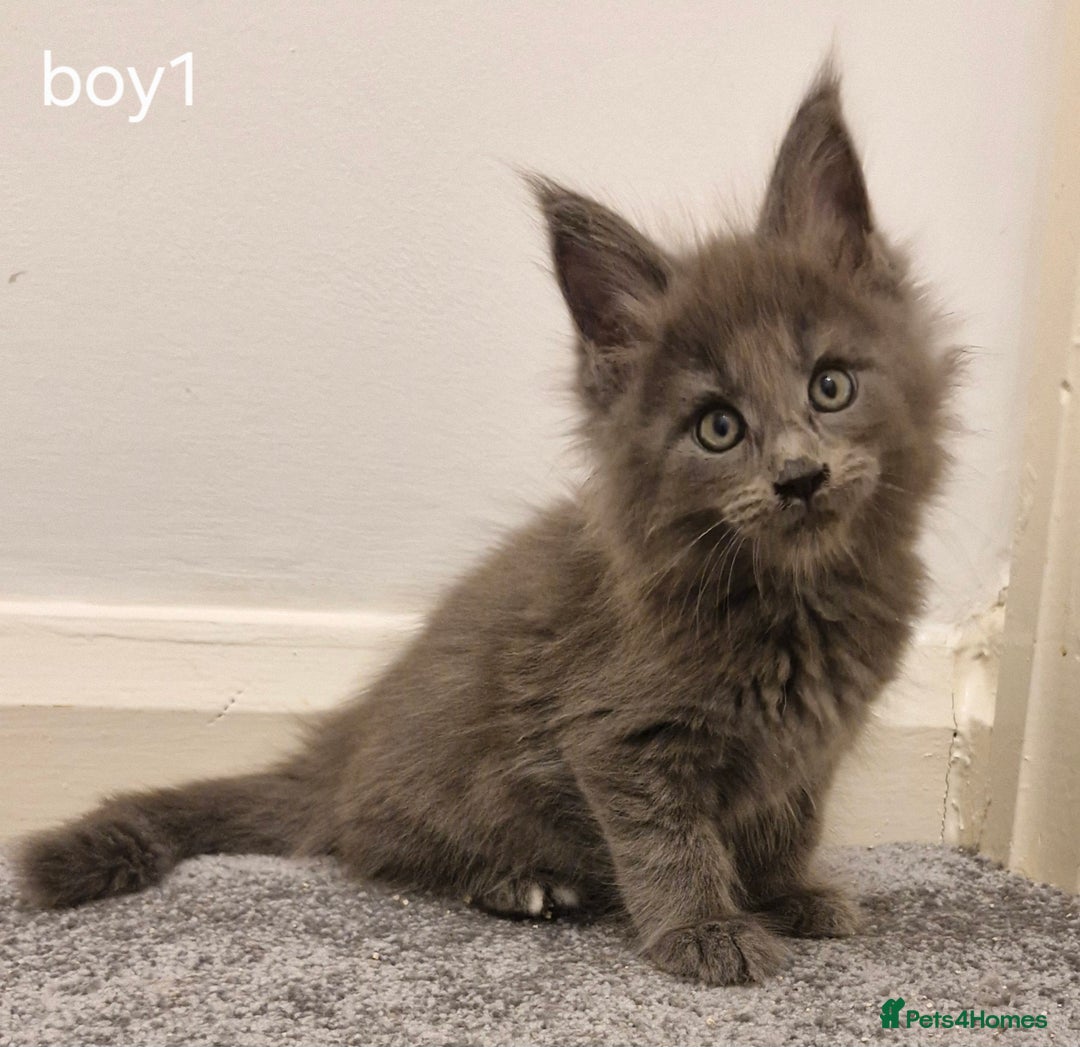 Maine Coon cats for sale: !!!BEAUTIFUL BIG BABIES AVAILABLE!!!  - Image 13
