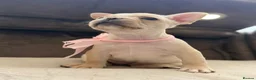 French Bulldog dogs for sale: ONLY 3 LEFT! Beautiful KC Reg French Bulldog Pups - Advert 27