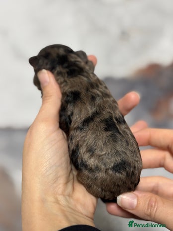 Miniature Poodle dogs Beautiful health tested miniature poodles - Advert 6